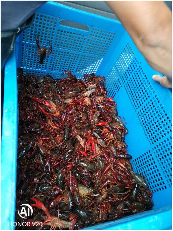 轉行養(yǎng) (2).jpg
